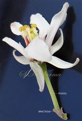  Flower with bracteoles